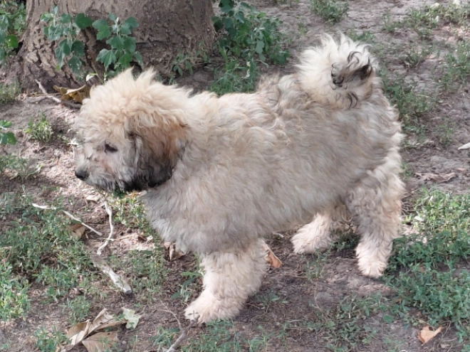 Puli puppy for sale